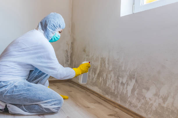 Professional mold removal team in Rapid City