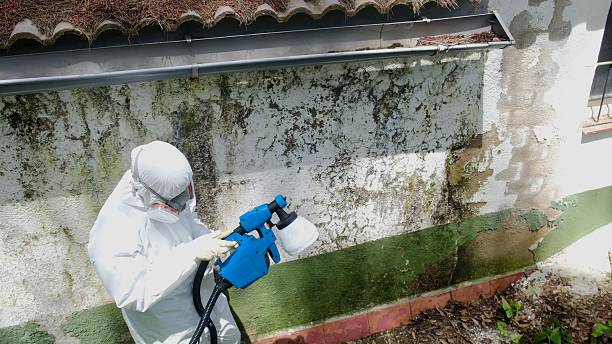 Mold Remediation service in Rapid City, Rapid City, MI